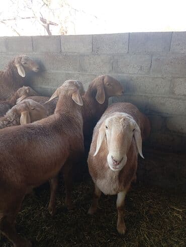 корм для домашних животных: Продаю | Овца (самка) | Арашан | Для разведения | Племенные — 1