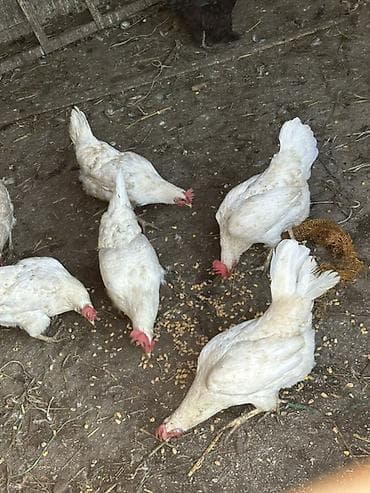 яйца куриные: Продаю | Куры | Леггорн | Несушки — 2