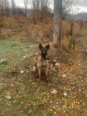 Овчарка, 2 года, Самка, С прививкой