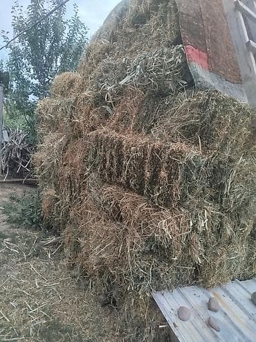 Сено в тюках. 250 сомдон экинчи орум беде чоп камыш аралаш пресс — 1
