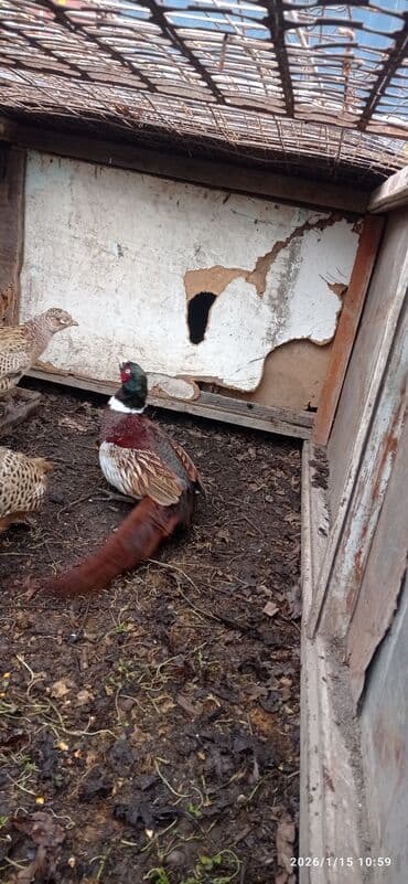 карова галштин: Продаю | Корова (самка) | Голштин | Для молока | Привязанные — 7