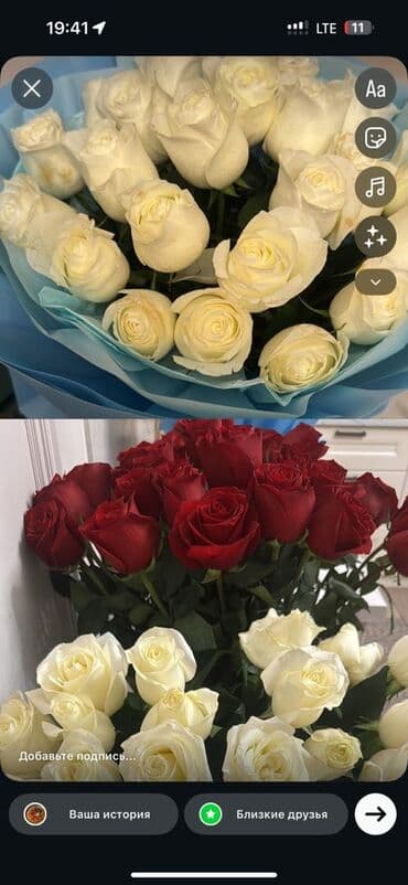 Розы премиум-класса - Сорта: классические красные и кремово-белые