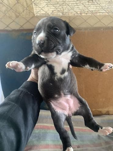 Ковролин: Щенки питбуля и амстаффа lalafo.kg да — 3 Ковролин: Щенки питбуля и амстаффа — 3