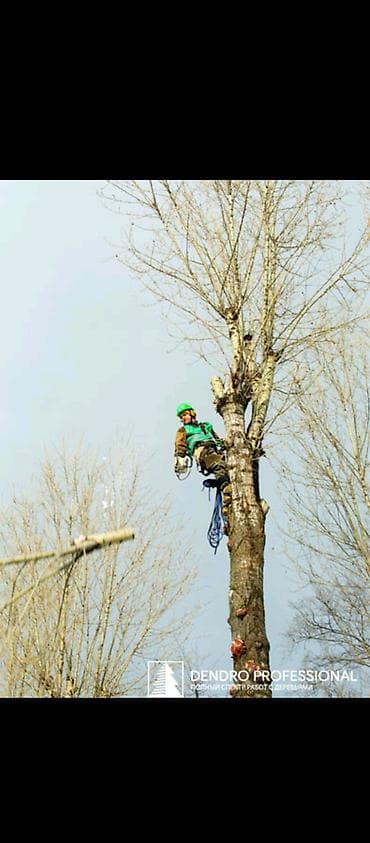 Бактарды кыюу, отундарды даярдоо: Профессиональные высотные работы с деревьями. Услуги: - Спил деревьев — 4