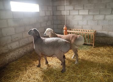 домик для кроликов: Продаю | Баран (самец) | Полукровка | На забой — 2