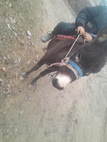 арашан ко: Ослик для верховой езды и хозяйственных работ. - Компактный — 2