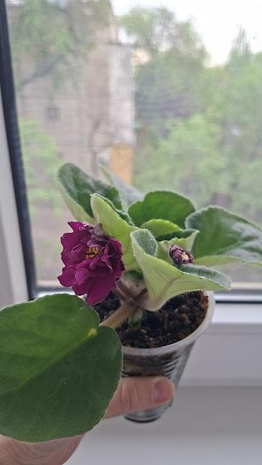 купить цветы петунии: Сенполии (фиалки) в одноразовых стаканчиках, укоренённые розетки с — 1