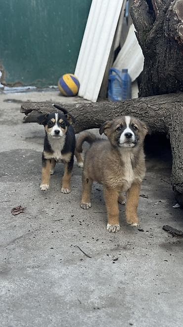 обмен на овчарку: Отдадим в хорошие руки. Щенки метисы среднего размера Возраст: 2 — 3
