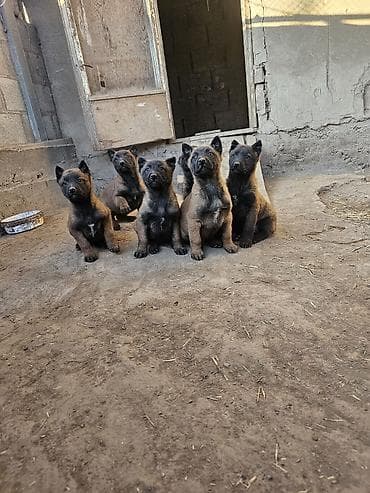 бельгийская малинуа: Бельгийская овчарка Малинуа — 1