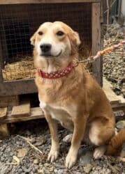 английский бульдог купить: Собака даром: Дворняжка, 1 год, Самка, С прививкой — 1