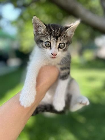 Продажа кошек: Котята, помёт домашней кошки. Окрас на выбор: - черно-белый (маска и — 4