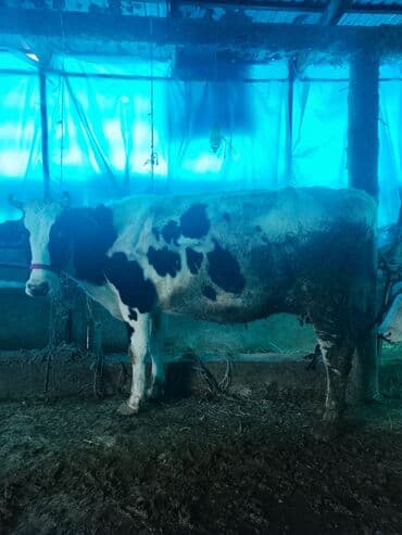 обмен на корову: Продаю | Корова (самка) | Голштин | Для разведения, Для молока — 3