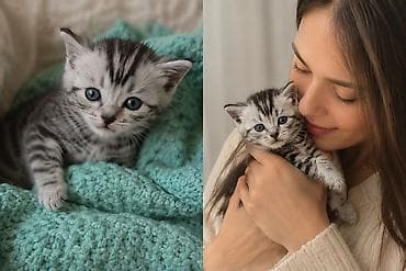 Кошки: Шотландский мальчик Скотиш страйт Остался один свободный От глистов — 1