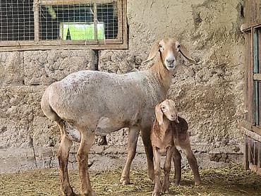 американская короткошерстная кошка купить: Продаю | Овца (самка) | Для разведения | Матка — 4