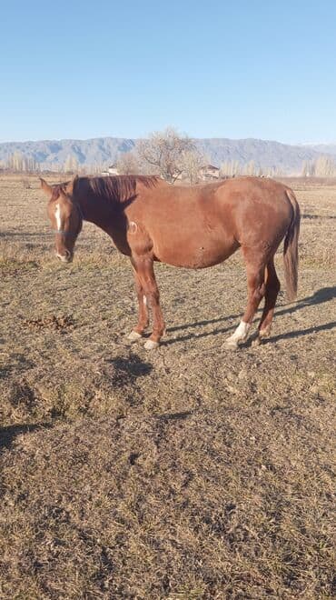 дом животных: Продаю | Жеребец | Дончак | Для разведения | Племенные — 5