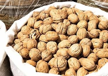 лес орех: Продам грецкие орехи — 1