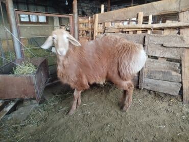 Иттер: Сатам | Ургаачы кой (ургаачы) | Көбөйтүү үчүн | Ургаачы — 2