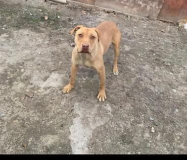 Питбуль, 1 месяц, Самка, С прививкой