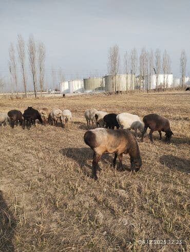 купит французского бульдога: Продаю | Овца (самка) | Для разведения — 2