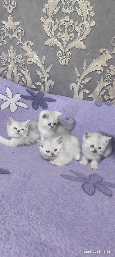 лиса купить: Скотиш Страйт (Шотландская прямоухая), 2 месяца, Девочка, Серебристая шиншилла, Приучена к лотку — 3
