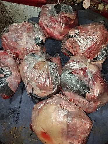 куплю собаку: Куски Мяса Рёбрышки Шеи Переднии и задние лопатки Без — 2