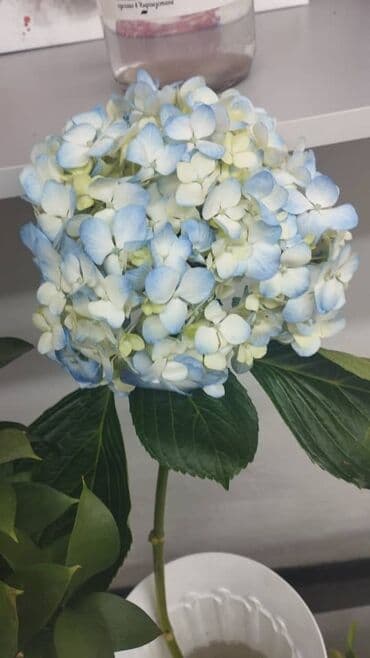 букет из бабочек светящийся купить: Цветы Дарите Цветы без повода Порадуй её! Есть доставка Отправка — 16