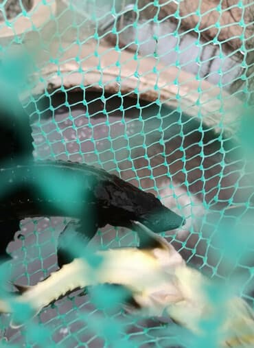 мейн кун бишкек питомник lyubushka купить котенка цена: Осетр. НАХОДИМСЯ В СОКУЛУКЕ — 1