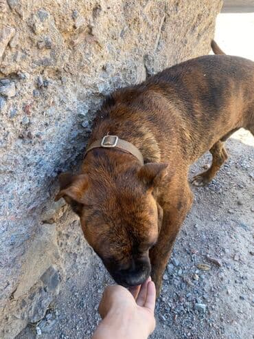 собака продаю: Собака среднего размера с тигровым (бриндловым) окрасом. Короткая — 1