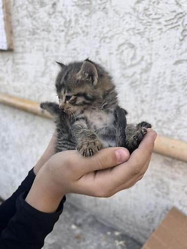 кошка домашный: 1 месяц, Мальчик — 4