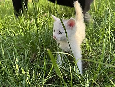 купить кошку манчкин: Котята, помёт из трёх малышей. Возраст: 1,5 месяца (уверенно ходят — 9