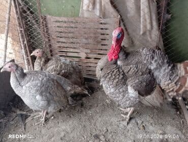 беде пресс чоп: Продаю | Индюшата | На забой | Племенные — 5