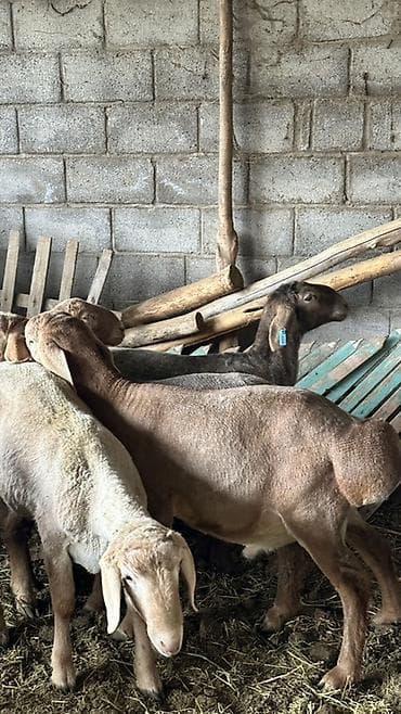 купить собаку в бишкеке: Продаю | Баран (самец) | Для разведения | Племенные — 5