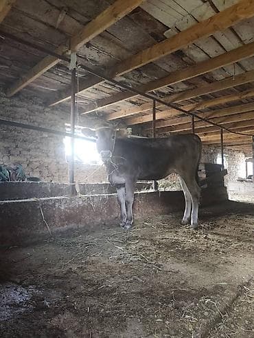 джерси корова: Продаю | Корова (самка) | Для разведения | Привязанные — 2
