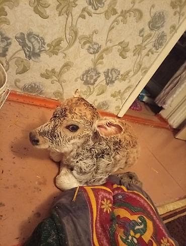 kindle paperwhite бишкек: Жеңил тапшырмалар үчүн, Колдонулган, Intel Pentium — 3