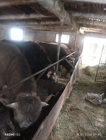 бультерьер бишкек: Сатам | Бука (эркек) | Союуга — 2