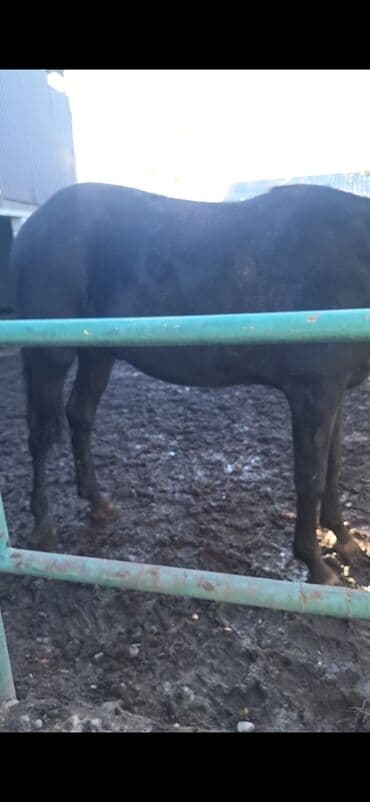 породистые кошки в добрые руки: Продаю | Жеребец | Для разведения, Конный спорт | Племенные — 6