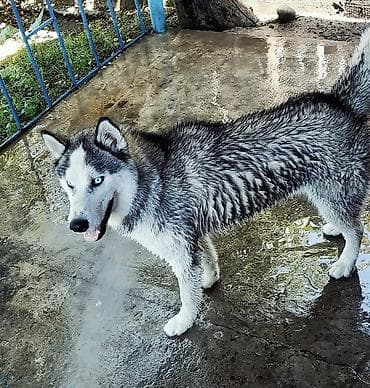 рыба маринка: Хаски, 1 месяц, Самка — 9