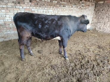 Грызуны: Продаю | Бык (самец) | Для разведения | Племенные — 2