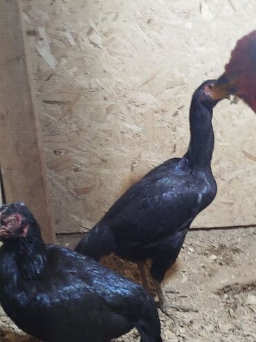 курица ош: Продаю | Куры — 4