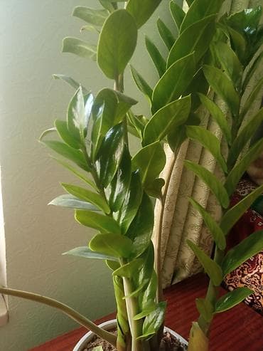 Замиокулькас (долларовое дерево) + молодые суккуленты Haworthia -