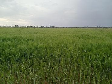 Ячмень продовольственно-кормового назначения. Описание: - Культура