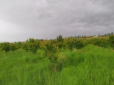 ак бата ж м: Өсүмдүк өстүрүлүүчү чарба, 300 соток, Иштеп жаткан, Жабдууларсыз, Муздак суу — 7