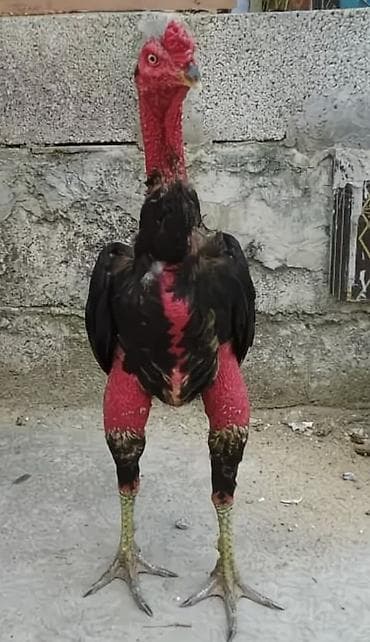продам курей: Продаю | Петух | Бойцовая | Для разведения — 1