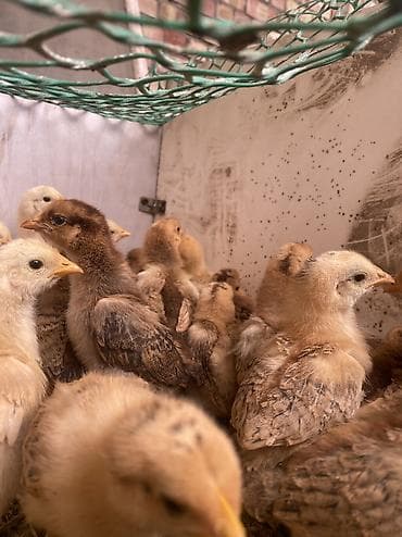 Животные: Продаю цыплят кучинской юбилейной. Здоровые,активно кушают. Пропоены — 3