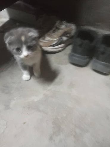 ВЕСЛАУХАЯ КОШКА Котёнок, окраса серо-белый с пятнышком на лбу