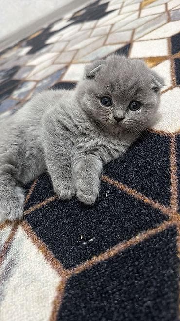 шатланская веслоухая: Шотландские вислоухие котята (Scottish Fold), окрас голубой (blue). - — 4