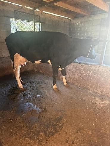 молочные козы: Продаю | Корова (самка) | Голштин | Для молока | Привязанные — 5