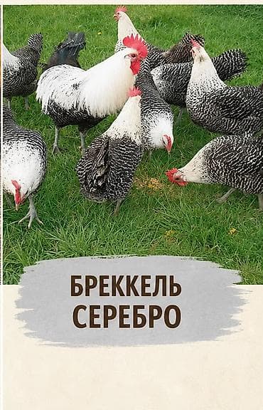 собаки сокулук: Сатам | Тооктор | Көбөйтүү үчүн — 3