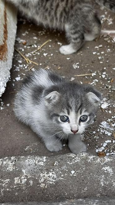 котята шиншиллы: Котята, окрасы серый, белый, дымчатый, тигровый. Веслоухие Круглые — 5