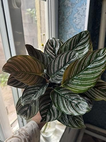 калатеи: Калатея орната (Calathea ornata) в горшке.

Пересаженный в горшке — 2